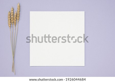 White paper empty blank, golden dried grass decoration on neutral background. White square Invitation card mockup on neutral pastel table. Flat lay, top view, copy space, mockup