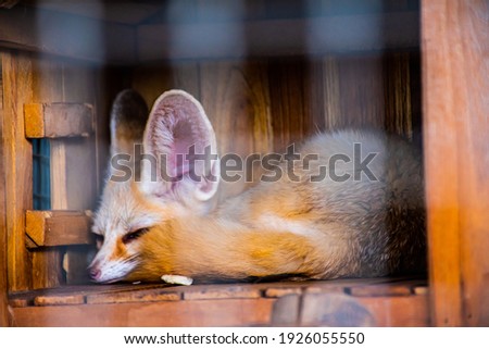 Fennec fox, dark brown, big ears, cute, focus through the zoo enclosure