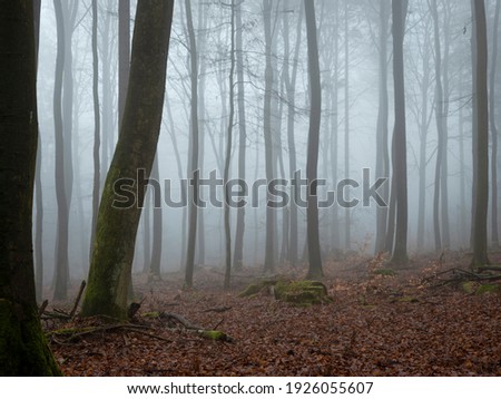 A beautiful picture of trees in the mist , a nice photo
