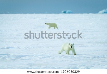Polar bear in the Arctic at Svalbard