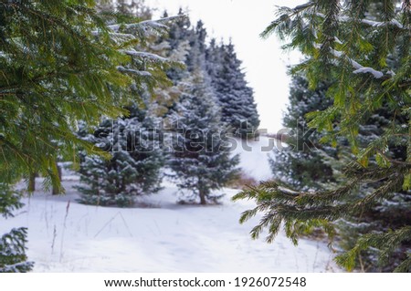 Fir branches against the background of a mountain winter landscape.