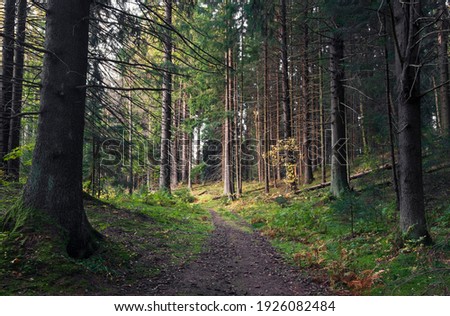 Path in Beautiful autumn forest in the north at sunset with very tall fir trees
