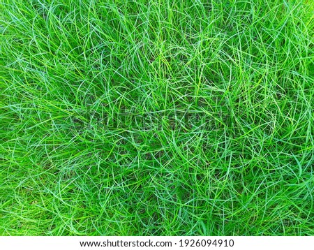 background photography nature of long green grass