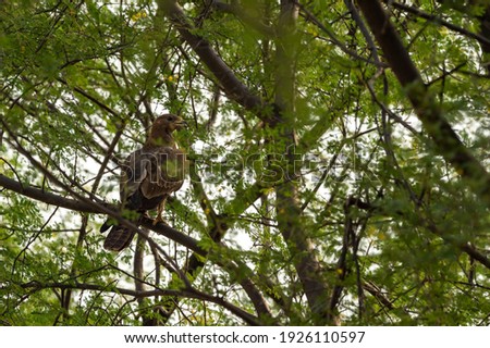 Oriental Honey Buzzard or Pernis Ptilorhyncus on tree in green background at Ranthambore national park or Tiger Reserve Rajasthan India