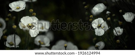Panorama of white poppies.White, rare poppy.Odorless flower.Background poppy picture.Wild wildflower.