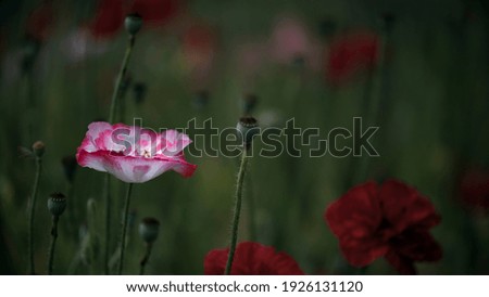 Bright, delicate, unique, fragile flower.Picturesque May contrasts.Bee paradise in poppy petals.Poppy petals glow in the sun.