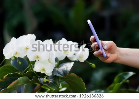 The girl takes pictures of orchids by phone. Blogger. In the frame, a hand with a phone and white orchids. Blooming orchids