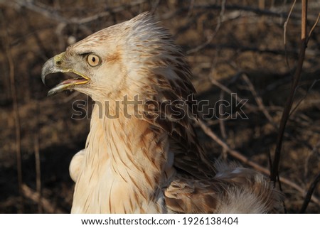 eagle profile, close up, aggressive face.