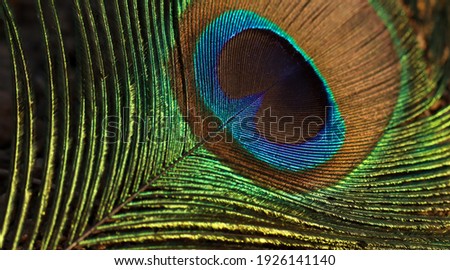 India, 23 February, 2021 : Bright peacock feather in frame. feather closeup. Royalty-Free Stock Photo #1926141140