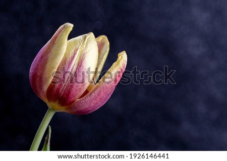 Macro photography Pink and yellow open tulip