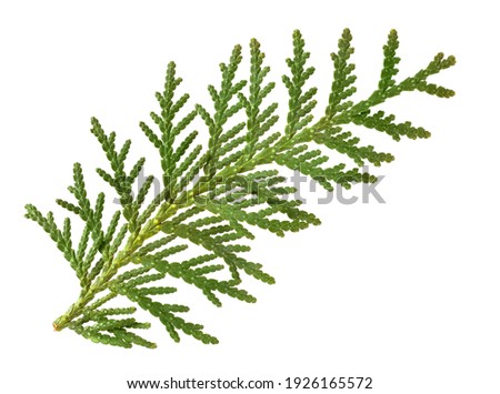 White Cedar Foliage Fragment (Thuja Occidentalis Leaves). Medicinal Plant. Isolated on White. Royalty-Free Stock Photo #1926165572