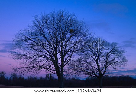 Silhouette of a large tree without leaves on the background of colorful clouds after sunset on a blue sky