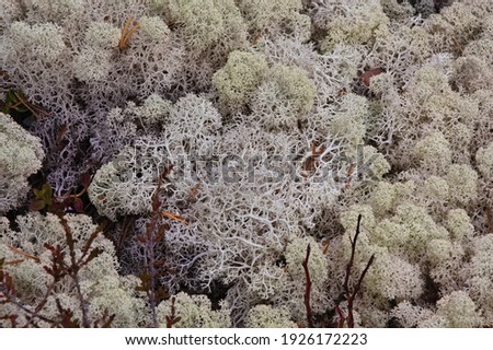 Closeup picture of white moss Cladonia in tundra, natural background, round forms, food for reindeer 