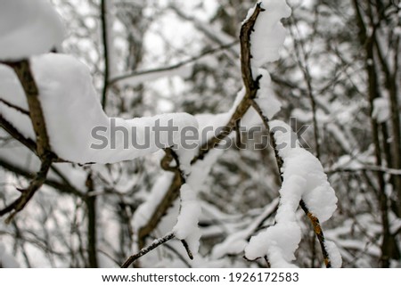 View of the snow-covered Russian forest. National character.
