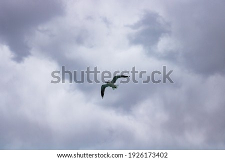 Seagulls flying on the cloudy sky. Freedom background photo. Seagulls background. Animals in nature.