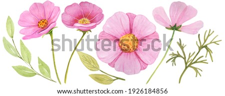 Watercolor Pink wildflowers in white background. Hand painting botanical illustration
