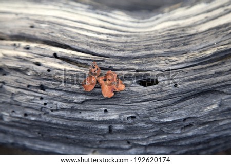 Turbinella oak leaf on dead log, Joshua Tree National Park