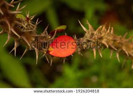 Euphorbia (Euphorbia milii) with single red leaf in shallow focus