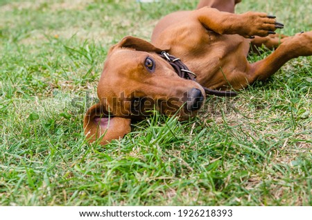 red dachshund resting on green grass. Red Dog. Pet
