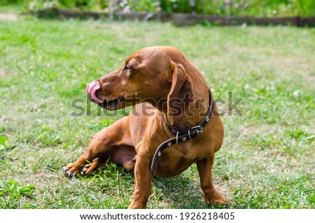 red dachshund resting on green grass. Red Dog. Pet