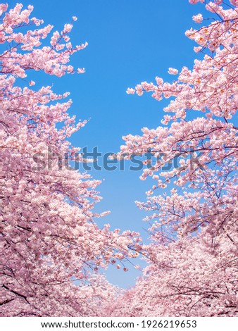 Japanese cherry blossom tree in spring Royalty-Free Stock Photo #1926219653