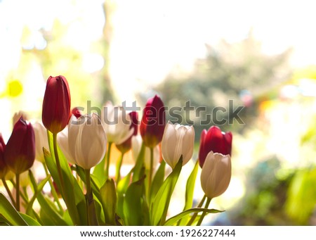 Bouquet multicolored bright fresh tulips selective focus with bokeh background, colorful spring,April,Easter concept with copy space background beautiful design