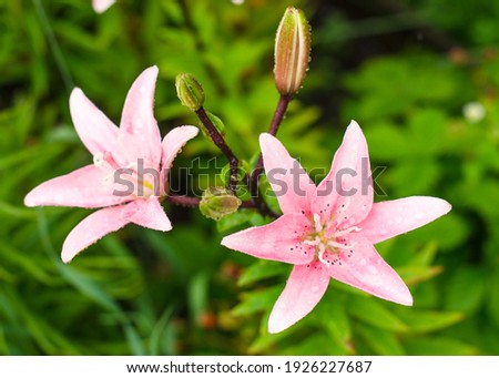 pink lilies in the garden