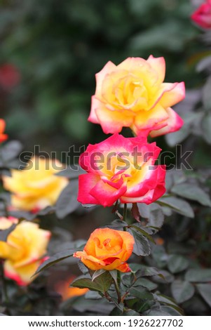Beautiful Yellow and Red Rose "Charleston"