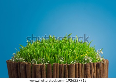 Grass growth from wheat grain for traditional fest Nowruz 