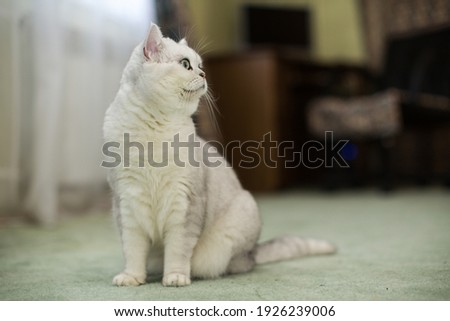adult cat pedigree Scottish chinchilla straight ears, at home.