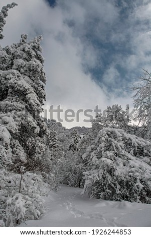 Low angle vertical view on stunning snow-capped fir wood in winter against cloudy sky