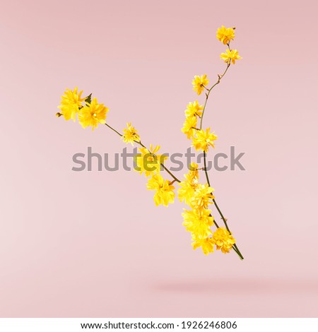 A beautiful image of sping yellow dandelion flowers flying in the air on the pastel pink background. Levitation conception. Hugh resolution image