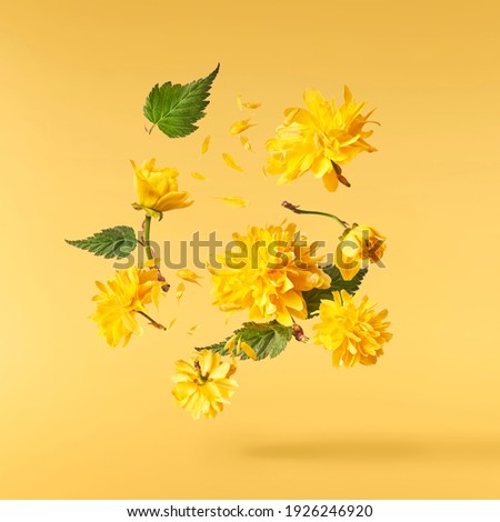A beautiful image of sping yellow dandelion flowers flying in the air on the pastel yellow background. Levitation conception. Hugh resolution image
