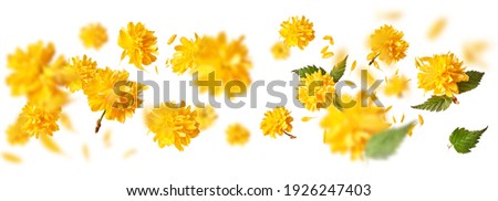 A beautiful image of sping yellow dandelion flowers flying in the air on white background. Levitation conception. High resolution image