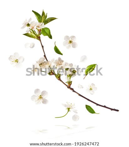 A beautiful image of sping white cherry flowers flying in the air on the white background. Levitation conception. Hugh resolution image