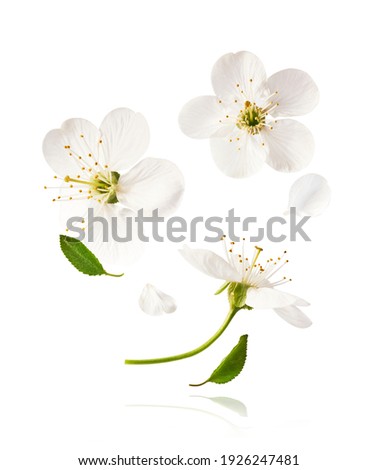 A beautiful image of sping white cherry flowers flying in the air on the white background. Levitation conception. Hugh resolution image