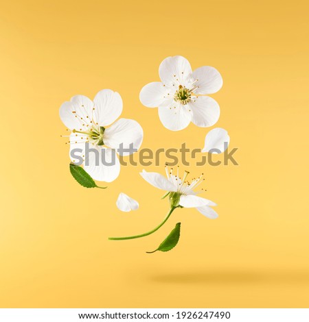 A beautiful image of sping white cherry flowers flying in the air on the pastel yellow background. Levitation conception. Hugh resolution image