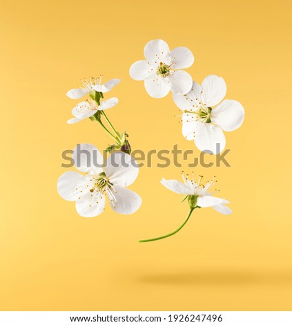 A beautiful image of sping white cherry flowers flying in the air on the pastel yellow background. Levitation conception. Hugh resolution image