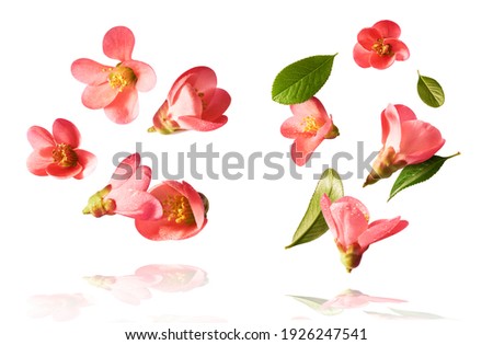 set with  beautiful spring pink flowers flying in the air isolated on the white background. Levitation conception. High resolution image