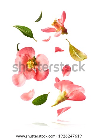 A beautiful image of sping pink flowers flying in the air on the white background. Levitation conception. Hugh resolution image