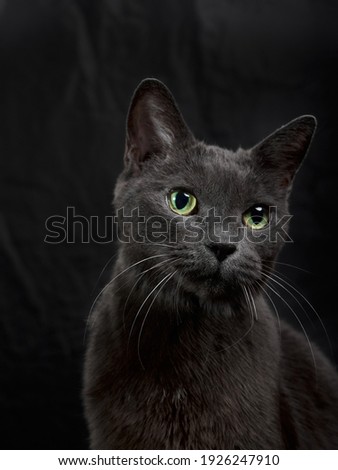 Studio portrait of relaxing dark gray cat on dark background in low key