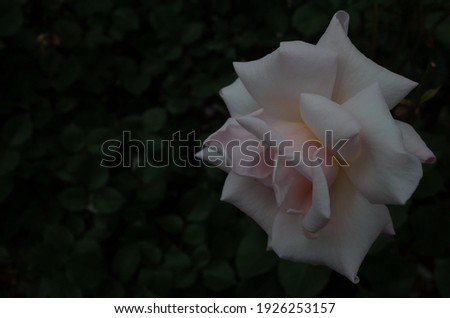 White Flower of Rose 'Ophelia' in Full Bloom
