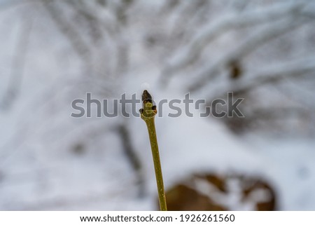 A close-up picture of a bud on a tree branch. White snow in the background. Picture from Scania, southern Sweden