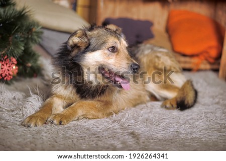 crossbreed husky and shepherd dog close up