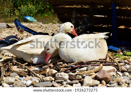 two white feathered love birds protecting their nest on a crete beach