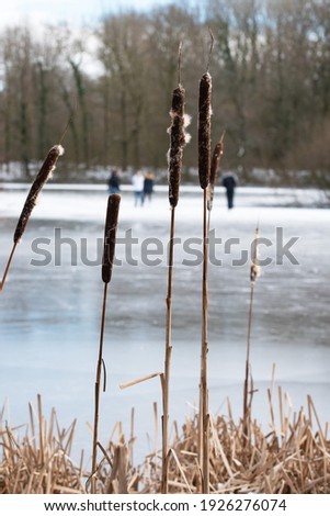 Close up of bulrush against a background of a frozen lake and people skating (low depth of field)
