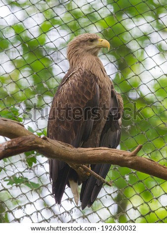 White tailed Eagle in captivity, fence in the background