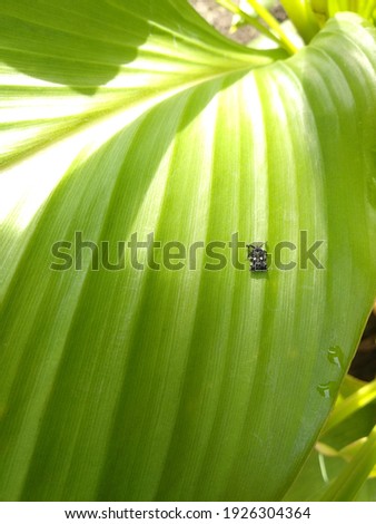 Small insects on turmeric leaves.