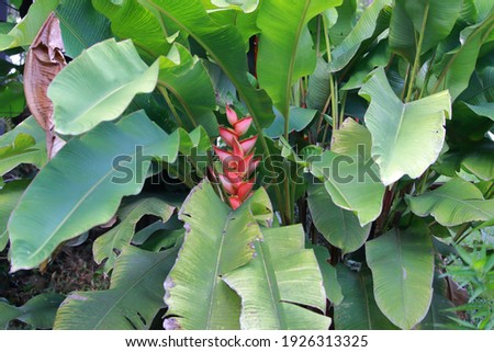 Heliconia flower in the garden whit orange, red and green colors. It is visited daily by hummingbirds and different birds