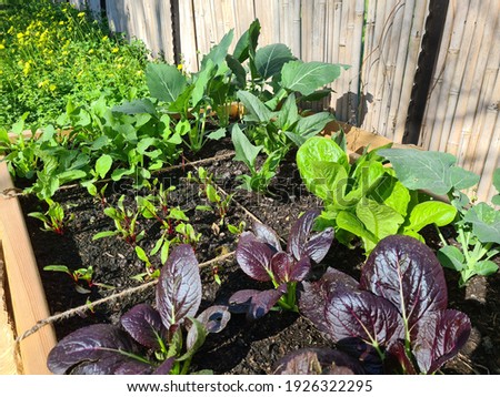 growing organic vegetables in a square food gardening method. The vegetables are growing in a raised bed, full of mature green compost with nod-dig gardening. Royalty-Free Stock Photo #1926322295